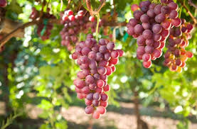 Mercato delle uve - Bollettino dei prezzi vendemmia 2025