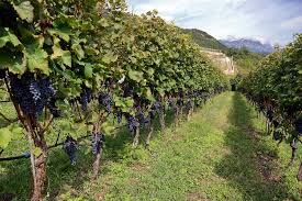 quando il clima cambia la vigna